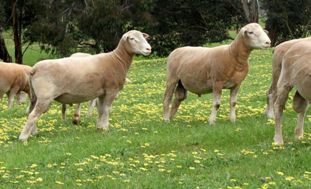 311_2019_sale_rams_5550c.jpg