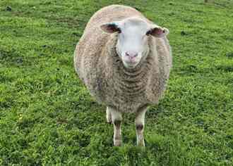 330_2025_lambing_very_preg_2704.jpg