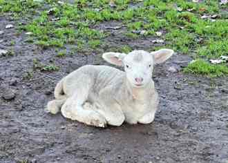 330_lambing_2025_2_prettiest_3211.jpg