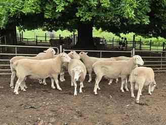 2023 drop Penwortham rams waiting to service your ewes 341_2023_rams_left_1_c.jpg
